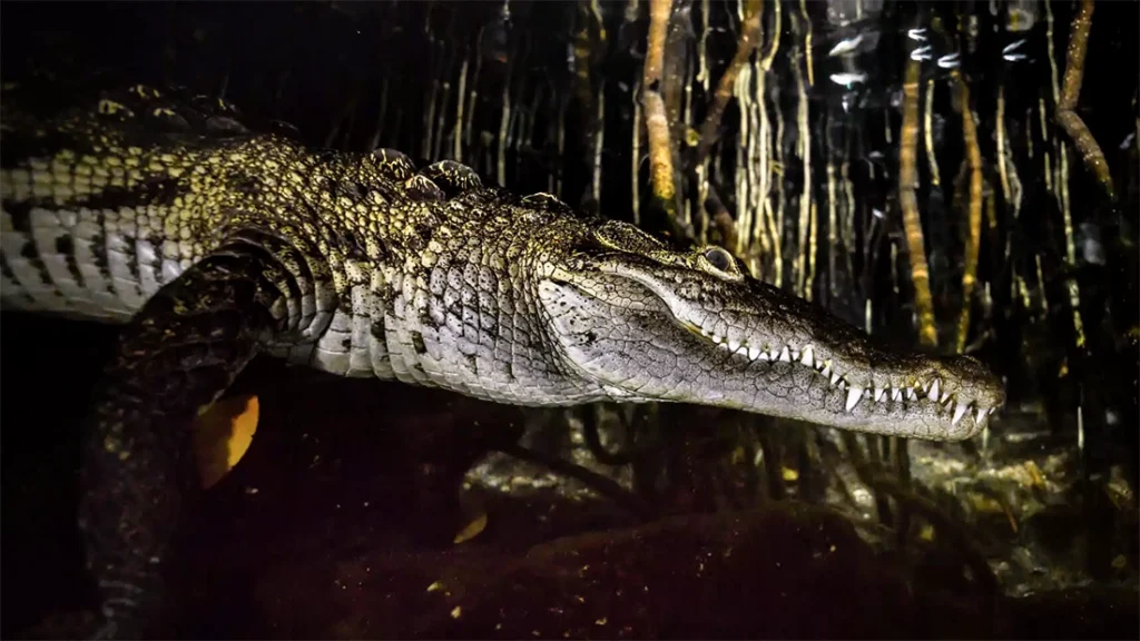 Crocodile night dive Cancun