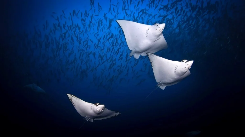 Eagle Ray diving Cancun