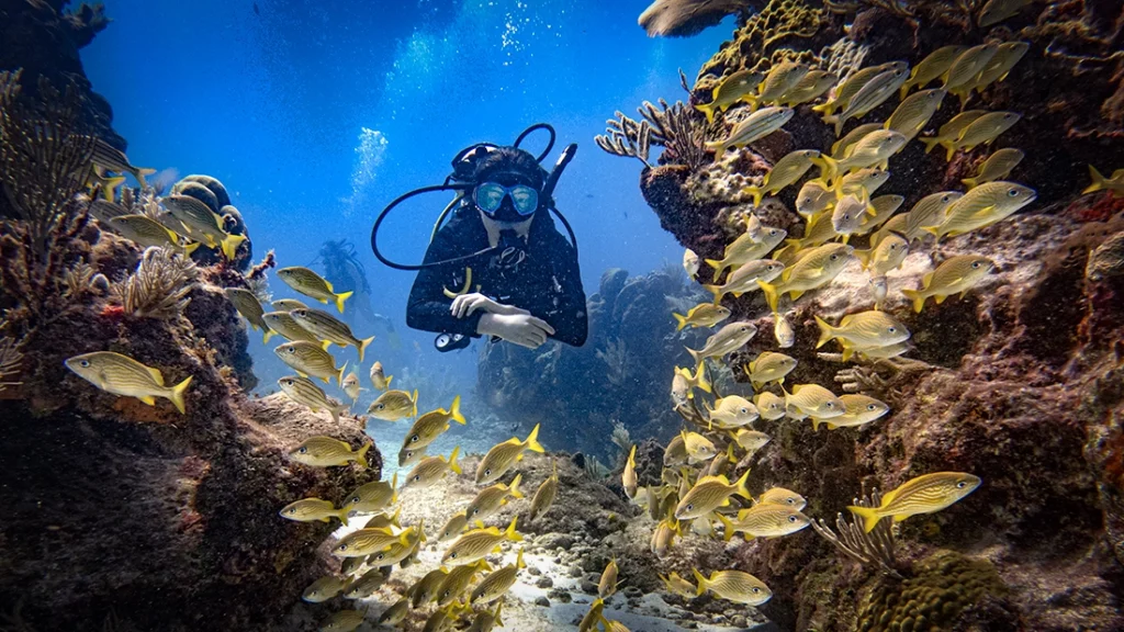 Beginner dives Cancun