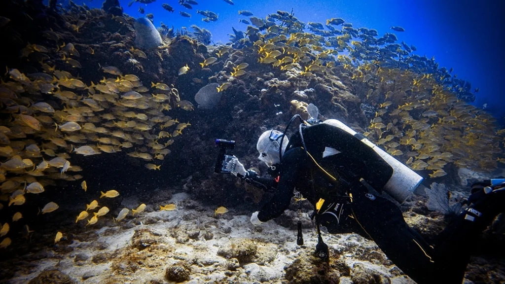 Mesoamerician Reef Diving Cancun