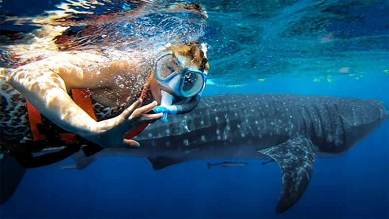 Whale shark snorkeling tour Cancun