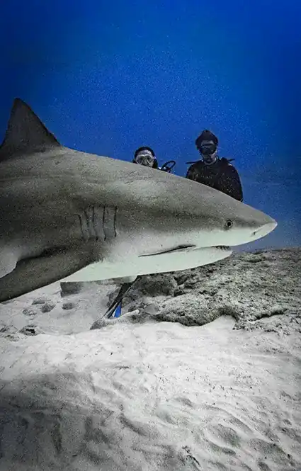 Bull shark diving Cancun, Playa Mujeres and Costa Mujeres