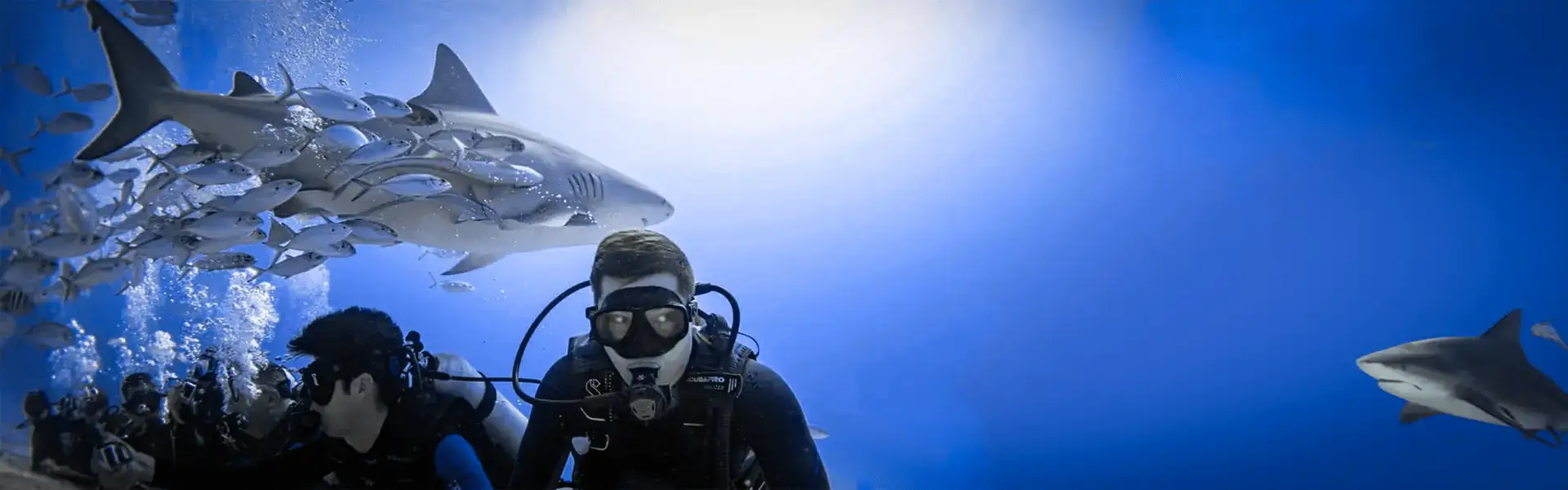 Bull shark swims above divers