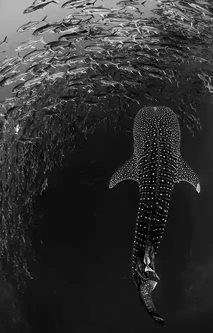 Whale shark swimming through a school of horse-eye jack