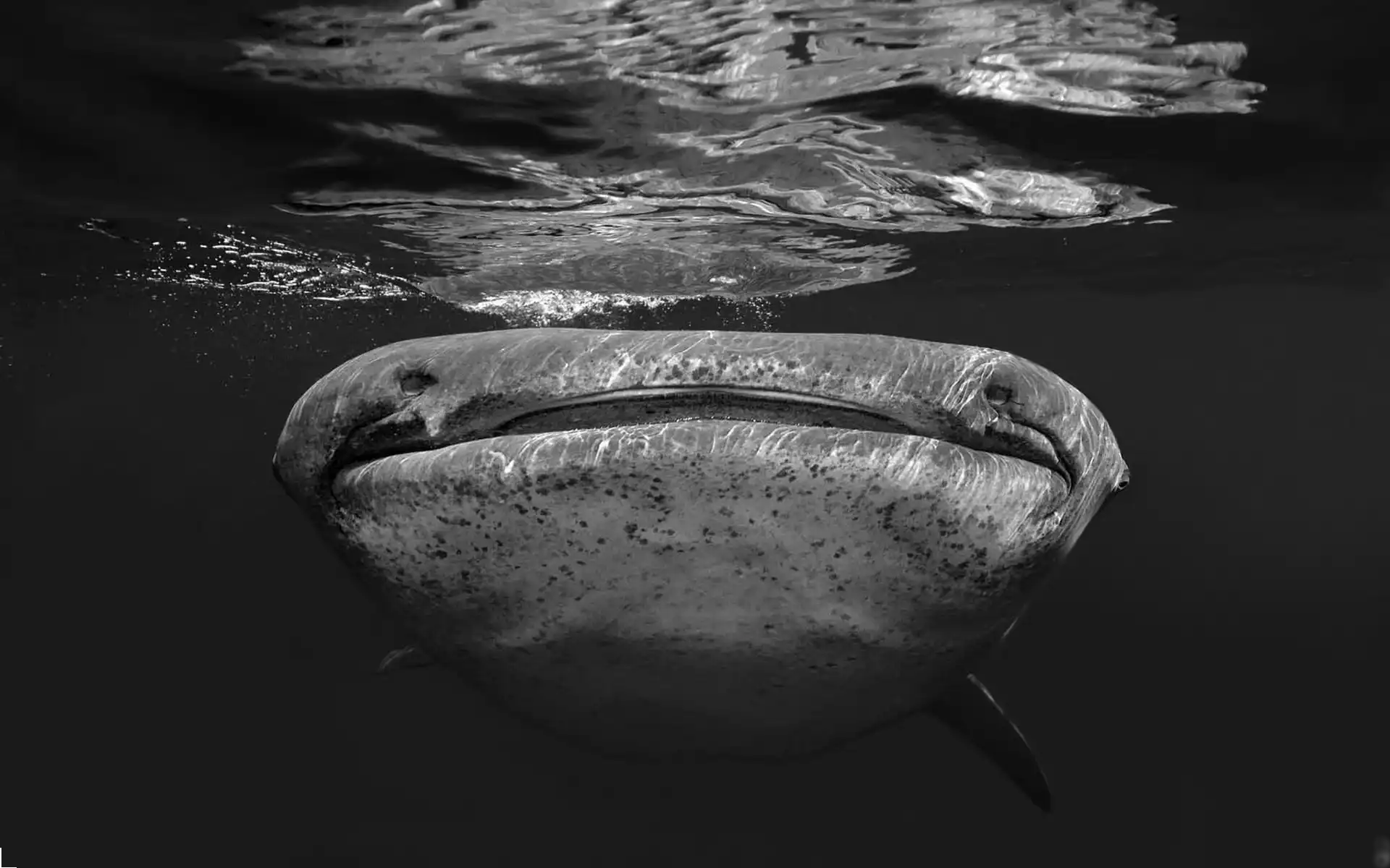 Close up of a whale shark as it swims towards the surface