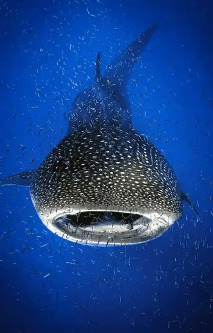 Whale shark swims towards snorkeler near Costa Mujeres