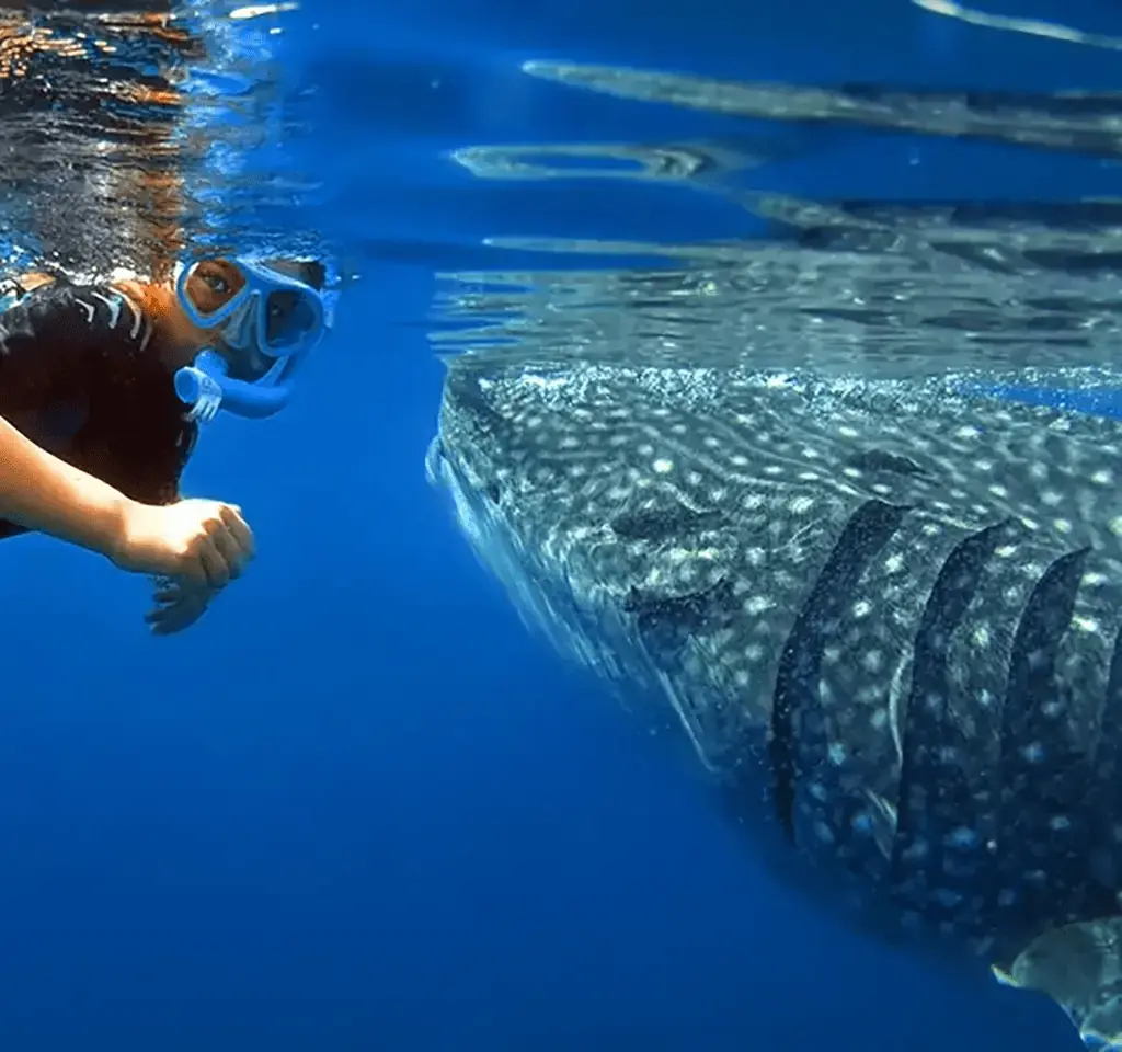 Abraham fearlessly approaches a whale shark