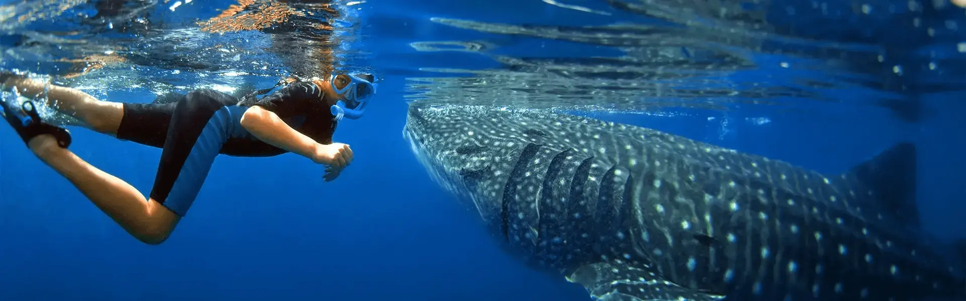 Abraham fearlessly approaches a whale shark