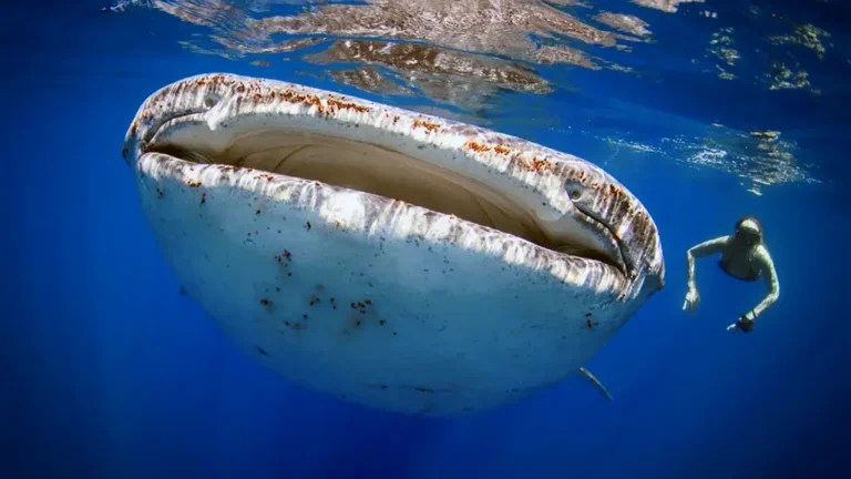 Whale shark with snorkeler near Costa Mujeres