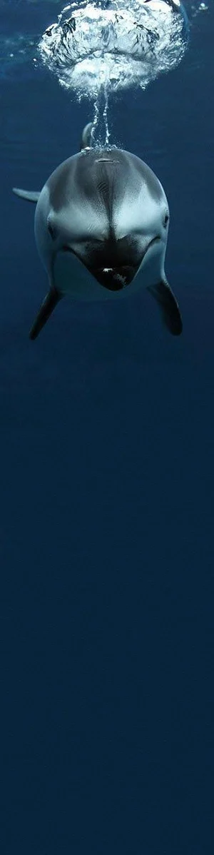 Dolphin brain fart Dolphin having a 'Brain Fart'