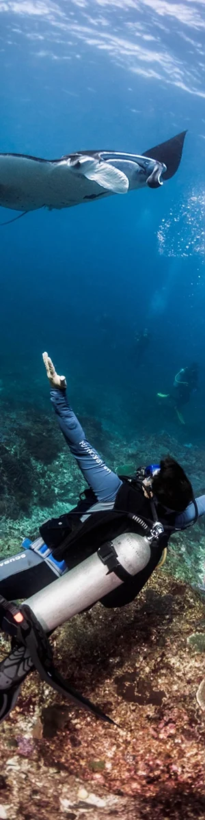Diving with mantas A manta swims over divers