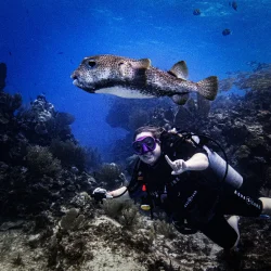 Diver points out a Spot-fin Porcupinefish