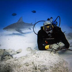 Bull shark diving from Costa Mujeres