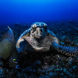 A French Angelfish and a Hawksbill Turtle near Playa Mujeres