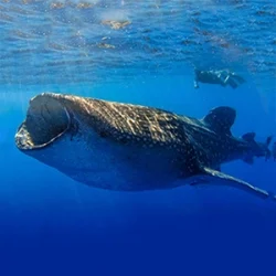 Snorkeler swims behind a whale shark off the coast of Playa Mujeres and Cancun
